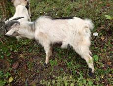 Продам козла