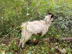 Продам козла