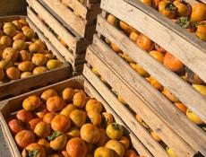 Плоская хурма