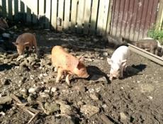 Продаю свинью с поросятами 