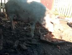 Продаю свинью с поросятами 