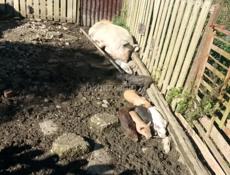 Продаю свинью с поросятами 