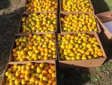 🍊🍊🍊МАНДЫРИНЫ