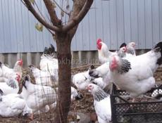 Продаются куры 