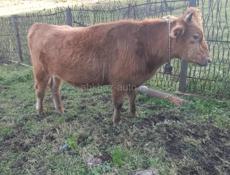 Продается бычок . 100кг