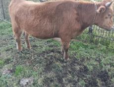 Продается бычок . 100кг