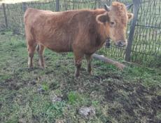 Продается бычок . 100кг