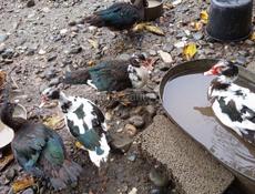 В продаже утки и индоутки.