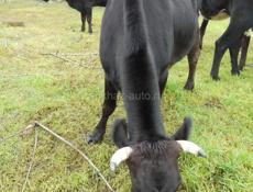 Продам корову
