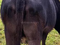 Продам корову