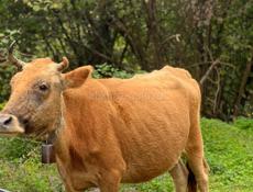  Продаю Корову !