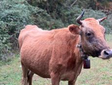 Продаю Корову !