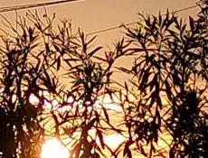 Куплю хороших поросят 