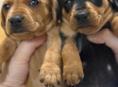 Продаются шикарные щенки таксы