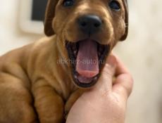 Продаются шикарные щенки таксы