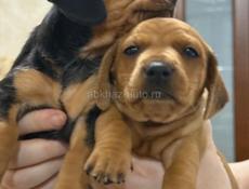 Продаются шикарные щенки таксы