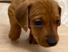 Продаются шикарные щенки таксы