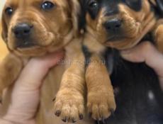 Продаются шикарные щенки таксы