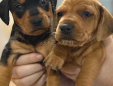 Продаются шикарные щенки таксы