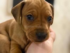 Продаются шикарные щенки таксы