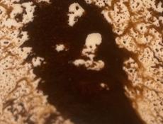 Чачагонник в отличном состояние СРОЧНО