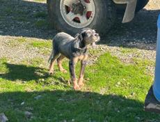 Английский Сеттер 