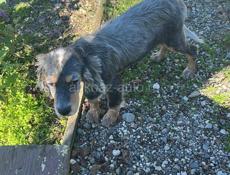 Английский Сеттер 