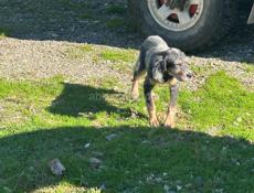 Английский Сеттер 