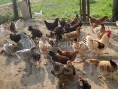 Куры молодые