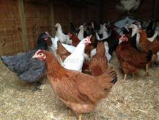 Куры молодые