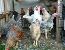 Куры молодые