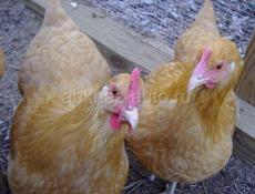 Куры молодые