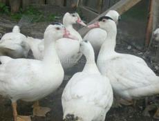 Утки муларды