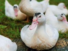 Утки муларды