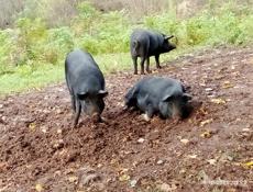 Продаются свиньи