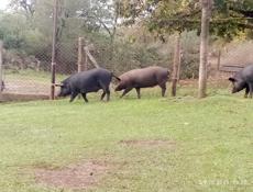 Продаются свиньи