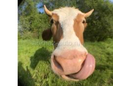 продаю быка