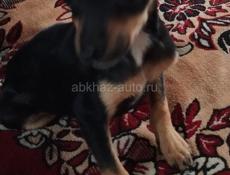 Продаю комнатных шинят породы тойтерьер 