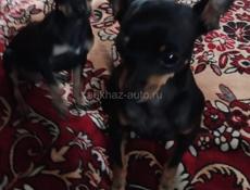 Продаю комнатных шинят породы тойтерьер 