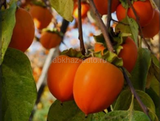 Продам хурму бычье сердце