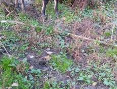 2 Коровы по 40000