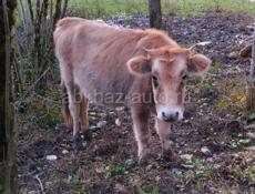 2 Коровы по 40000