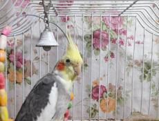 Попугай карелла