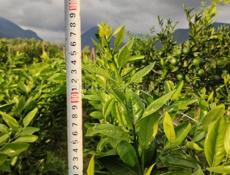 Саженцы мандарин