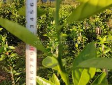 Саженцы мандарин