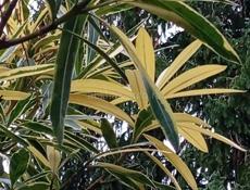 Участок на маяке