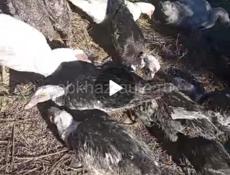 Продам уток, индоуток, пекинских уток, по 1500 р 