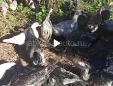 Продам уток, индоуток, пекинских уток, по 1500 р