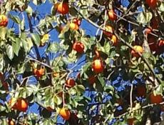 Сами можете собирать и забрать 