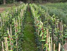 Саженцы Мандарин (Сентябрь)